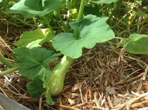 pea straw